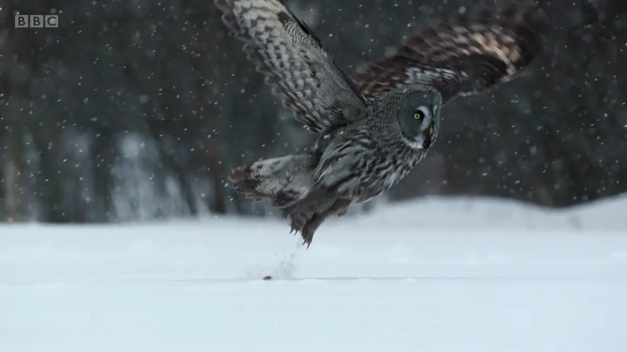 Great grey owl (Strix nebulosa lapponica) as shown in Frozen Planet - To the Ends of the Earth